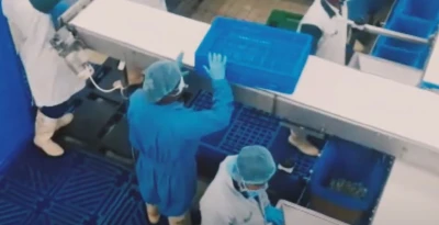 High-speed packaging frozen shrimps | Niverplast
