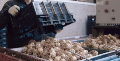 Flowerbulbs | Packaging | Niverplast